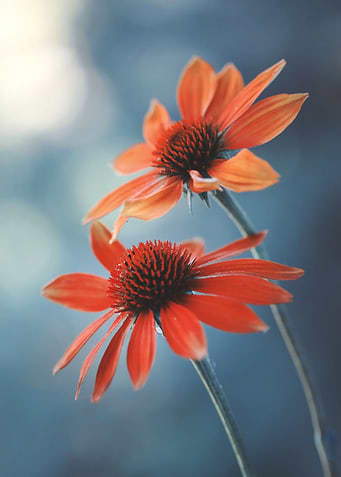 Summer red flowers
