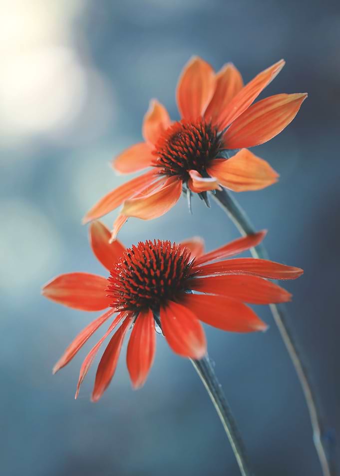 Summer red flowers
