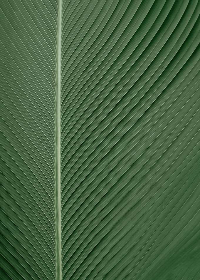Texture of Green Leaf