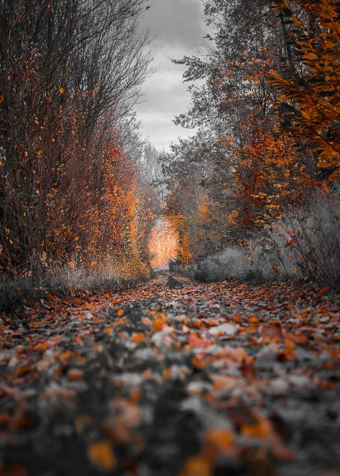 Autumn Leaves