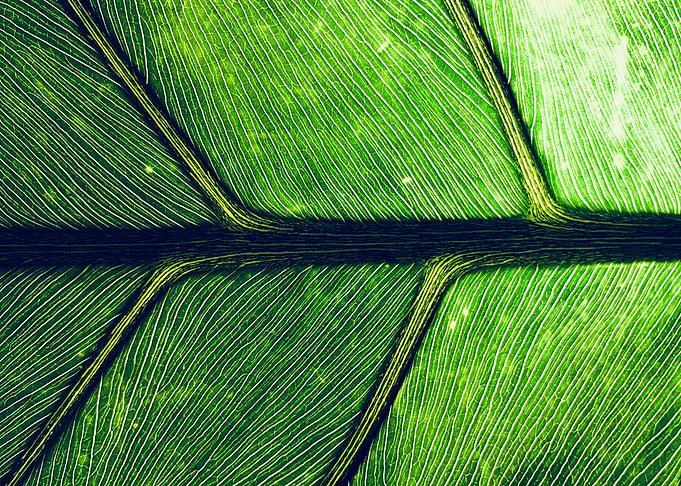 Nature Green Macro Texture