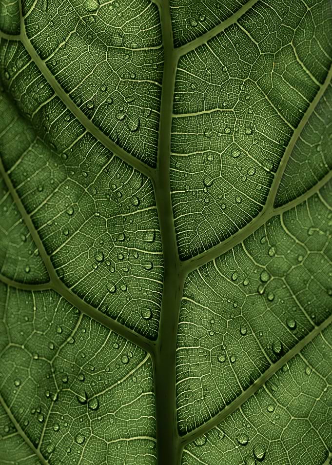Focus Leaf in the Sunlight