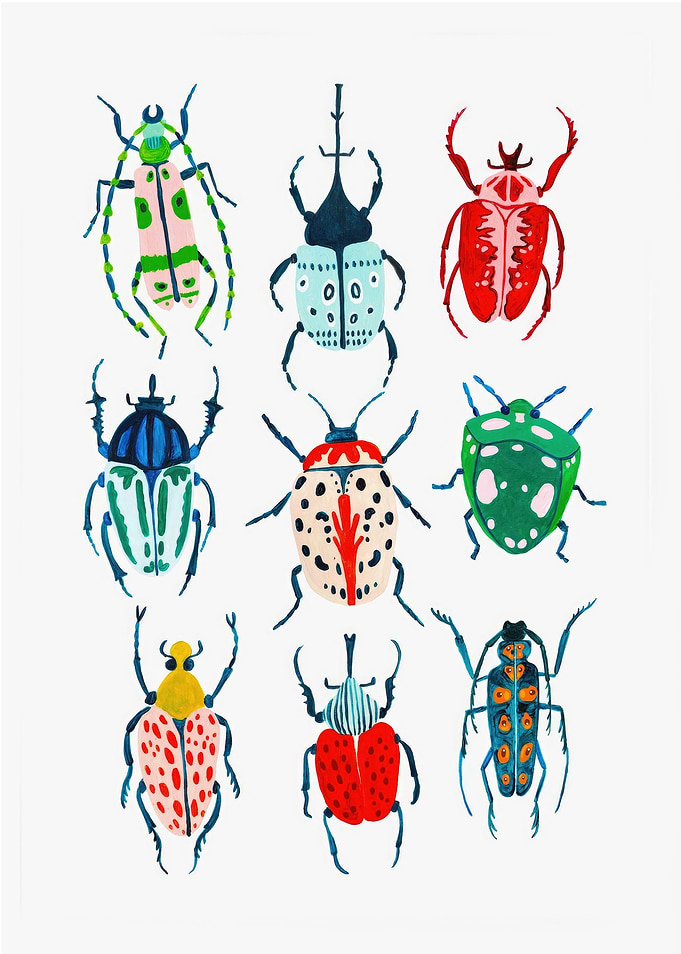 Insects Colletion