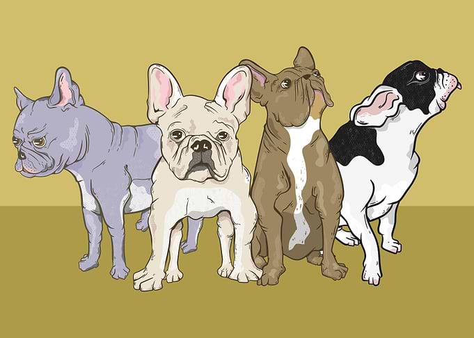 French bulldogs