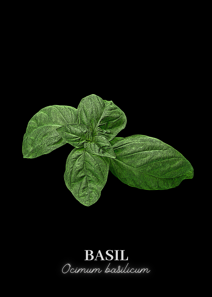 Basil Leaves