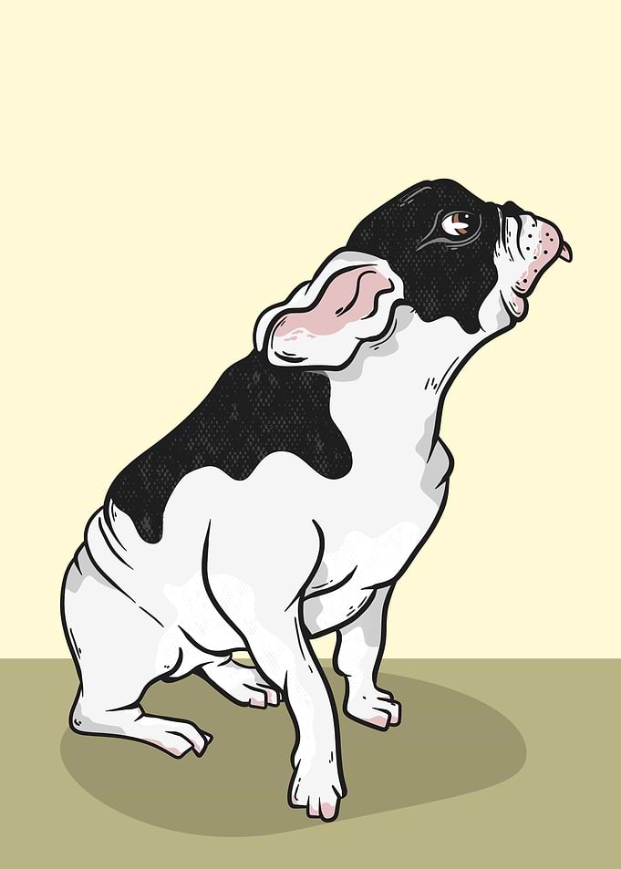 French bulldog