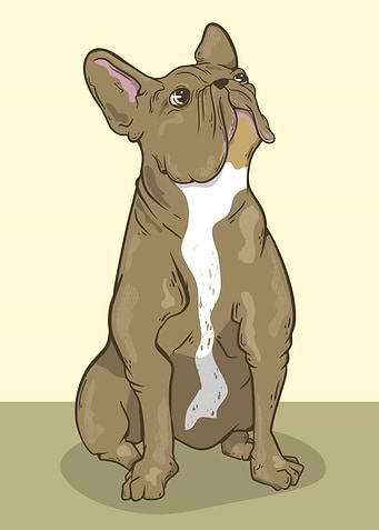 Brown French bulldog
