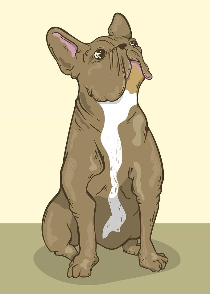 Brown French bulldog
