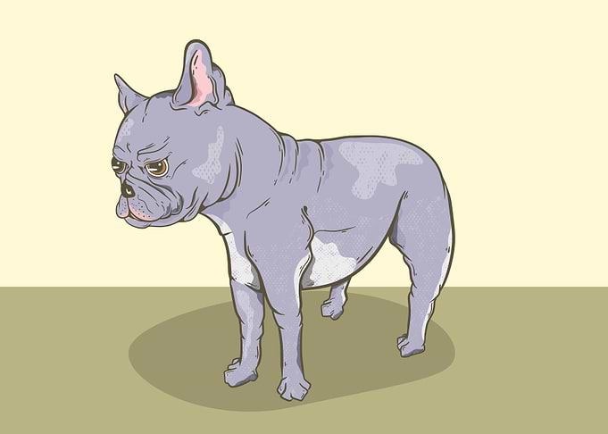 Blue French Bulldog