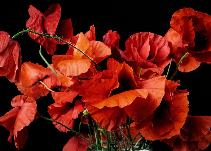 Poppies black fill