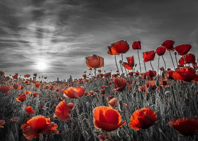 Poppies in the sunset