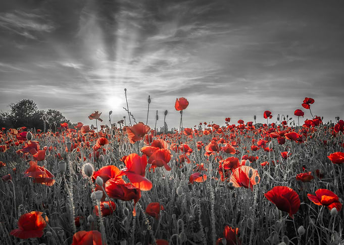 Poppy idyll in sunset