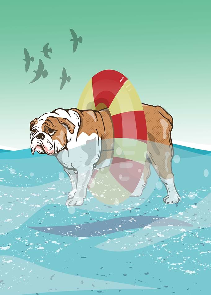 Bulldog Swimming