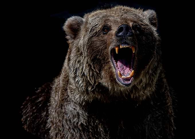 Animal Bear Wildlife