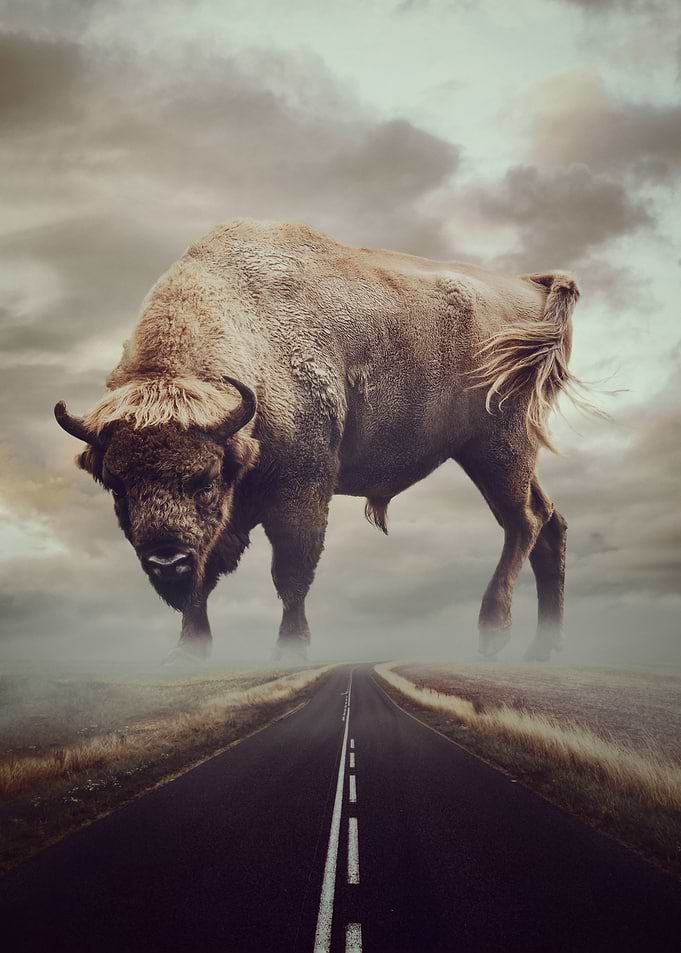 Road Trip Buffalo