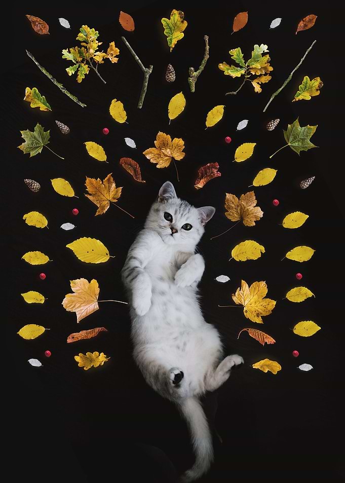 Lovely Kitten