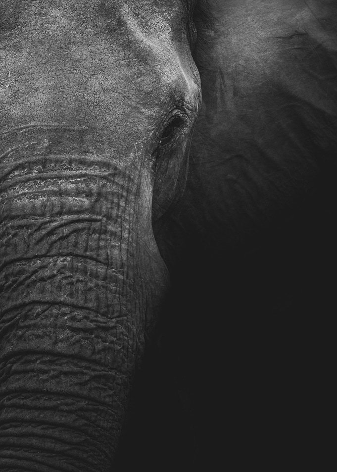 Elephant With Elegance