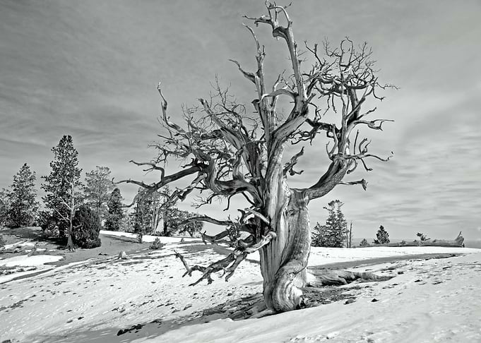 Spring Mountain Pine Tree