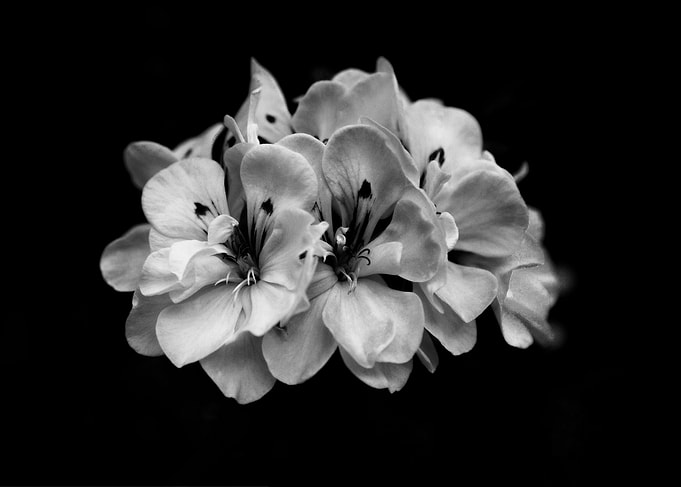 White Flower Art