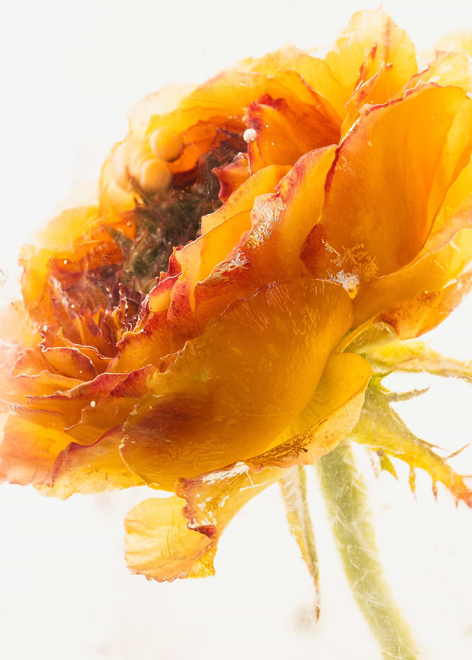 Yellow red rose in ice 3