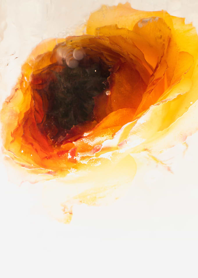 Yellow red rose in ice 1