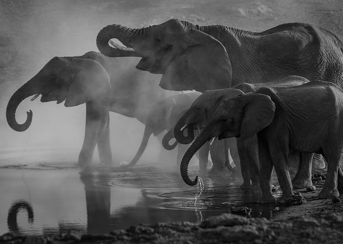 At The Water Hole