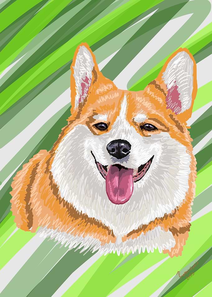 Corgi fan lovely dog