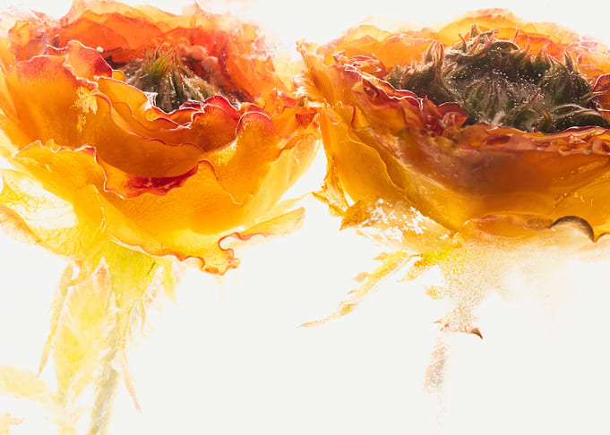 Yellow red rose in ice 2