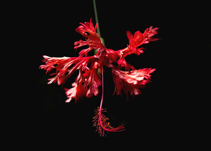 Red Flower