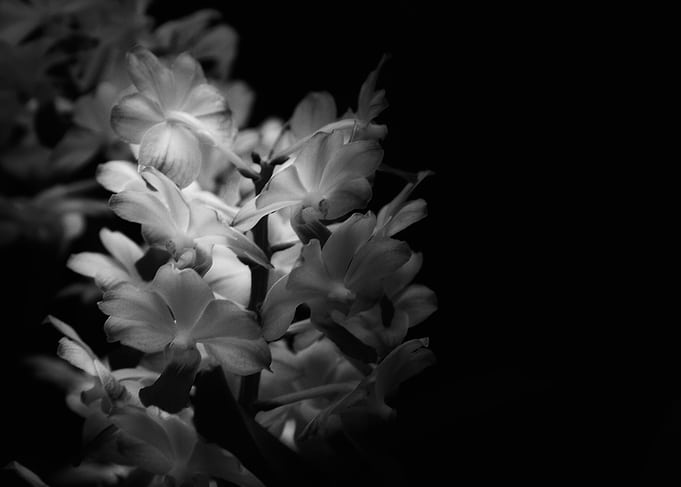 Orchid glow
