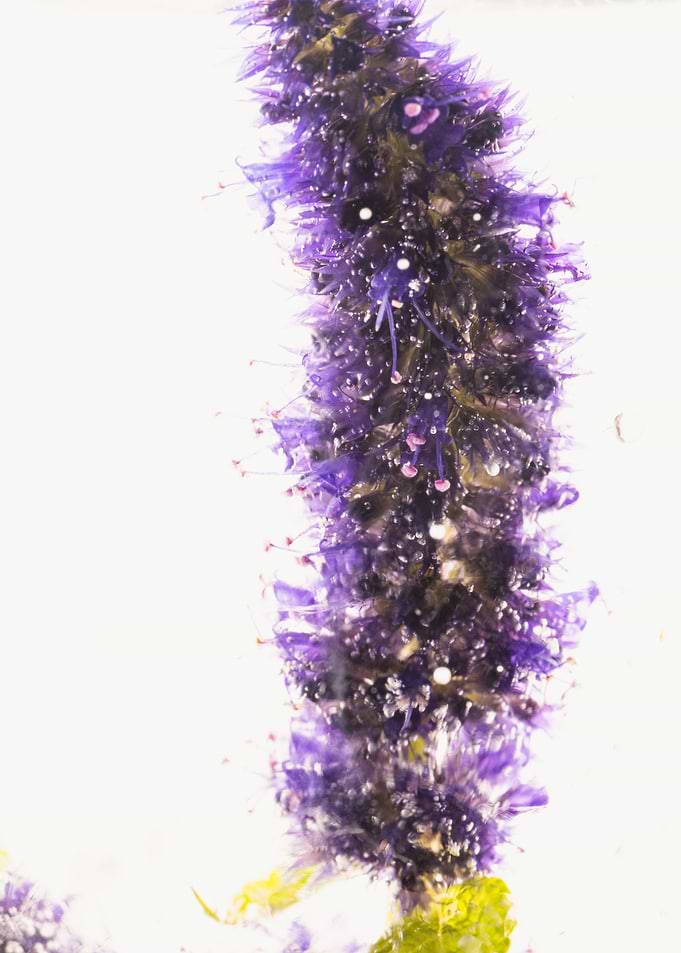 Agastache in ice 2