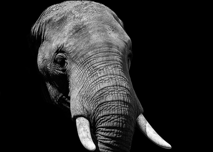 Elephant Wild Animal