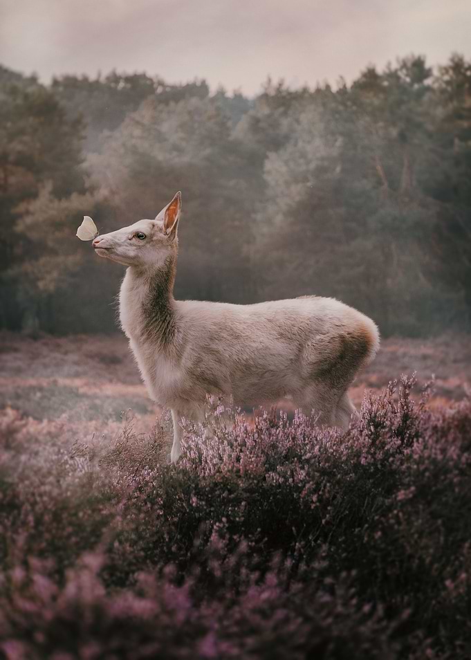 Prince in the Heather