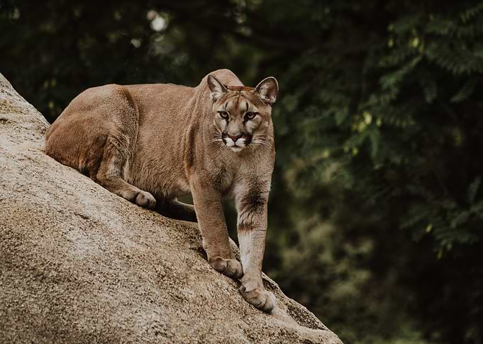 Animal Wildlife Cat