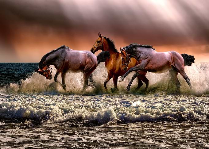 Wild Horses Splashin Waves