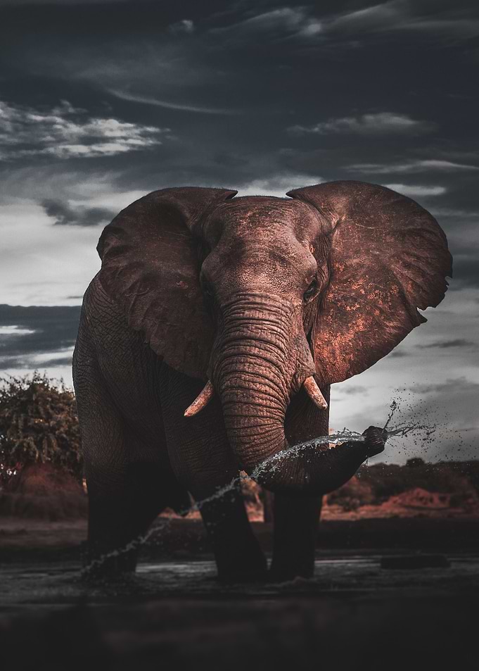 Nature Wild Elephant