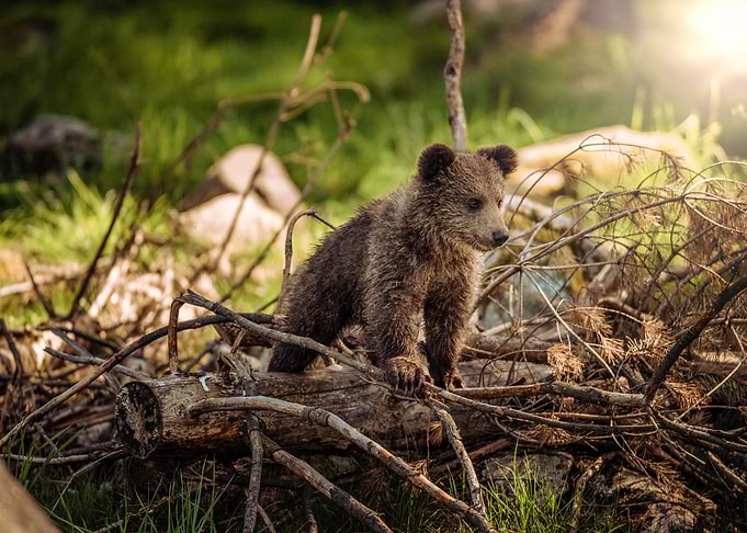Baby Bear