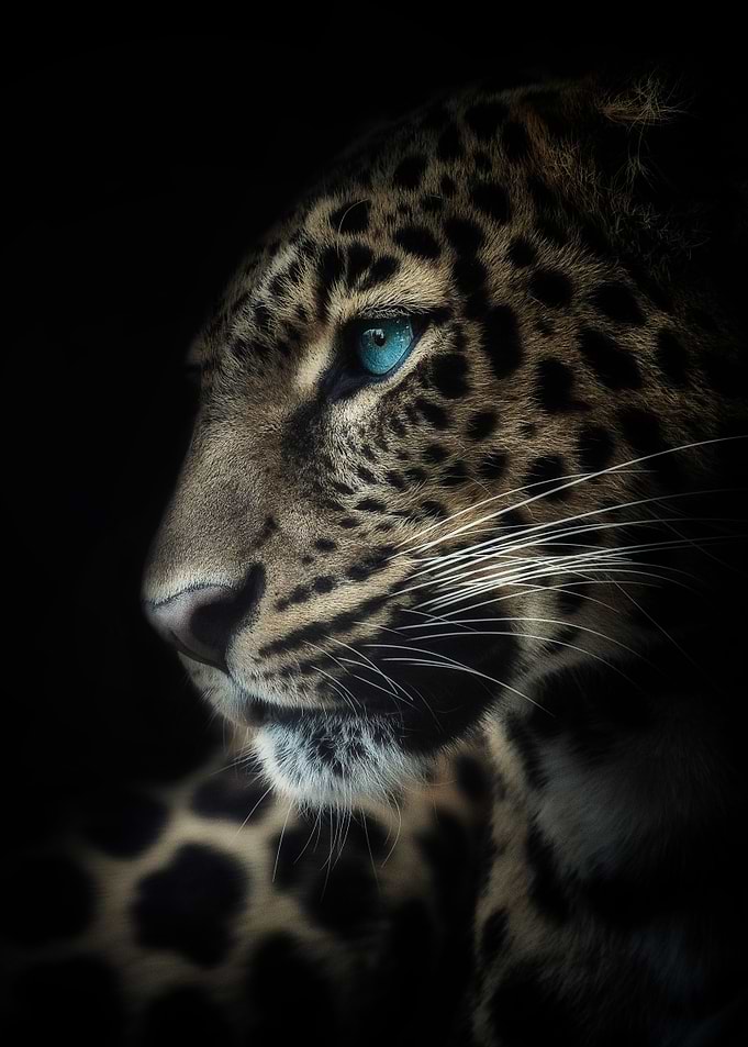 Leopard