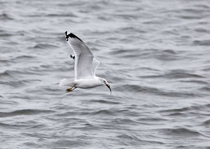 Seagull with fish