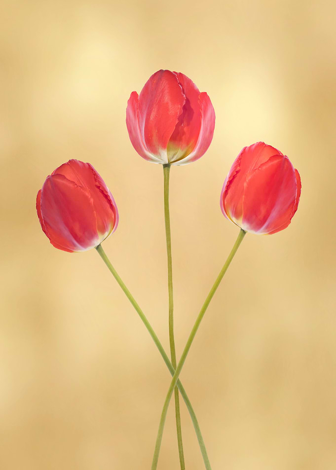 Three red tulips