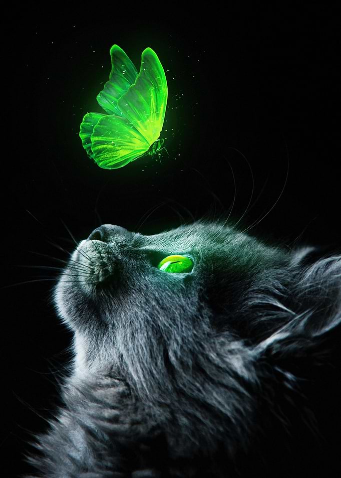 Cat With Butterfly