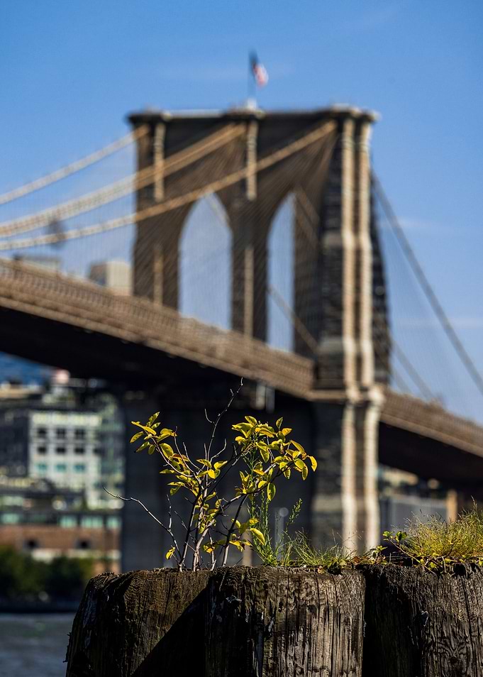 Brooklyn Bridge View