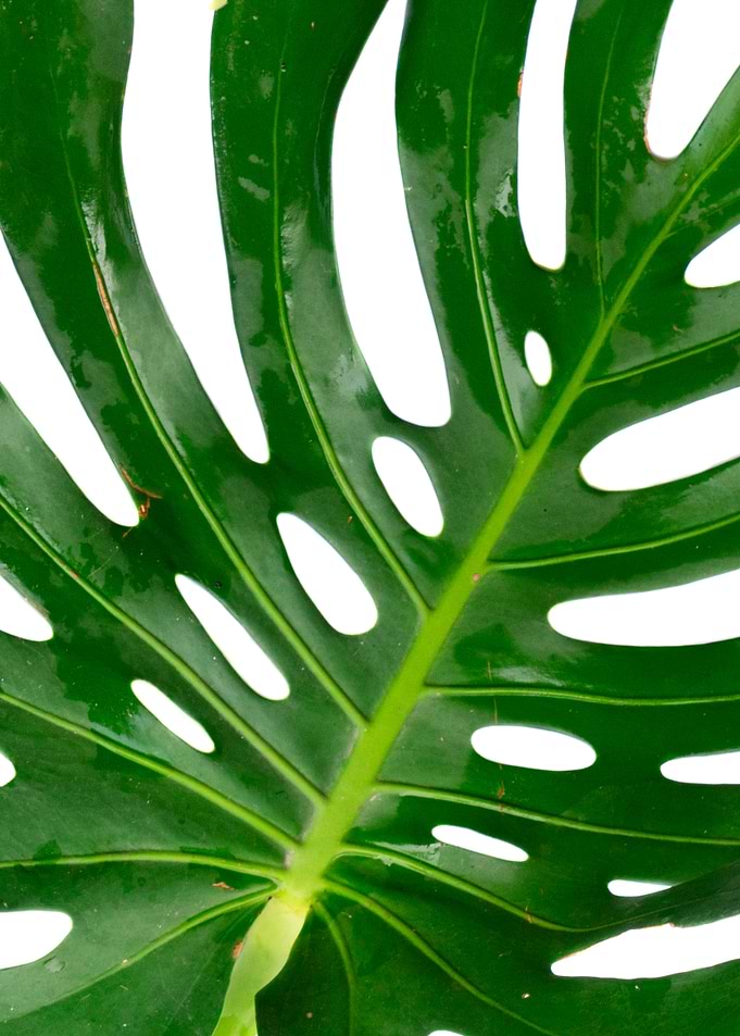 Monstera Leaf