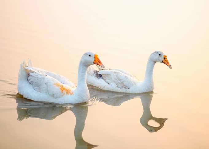 Animals Bird Waterfowl
