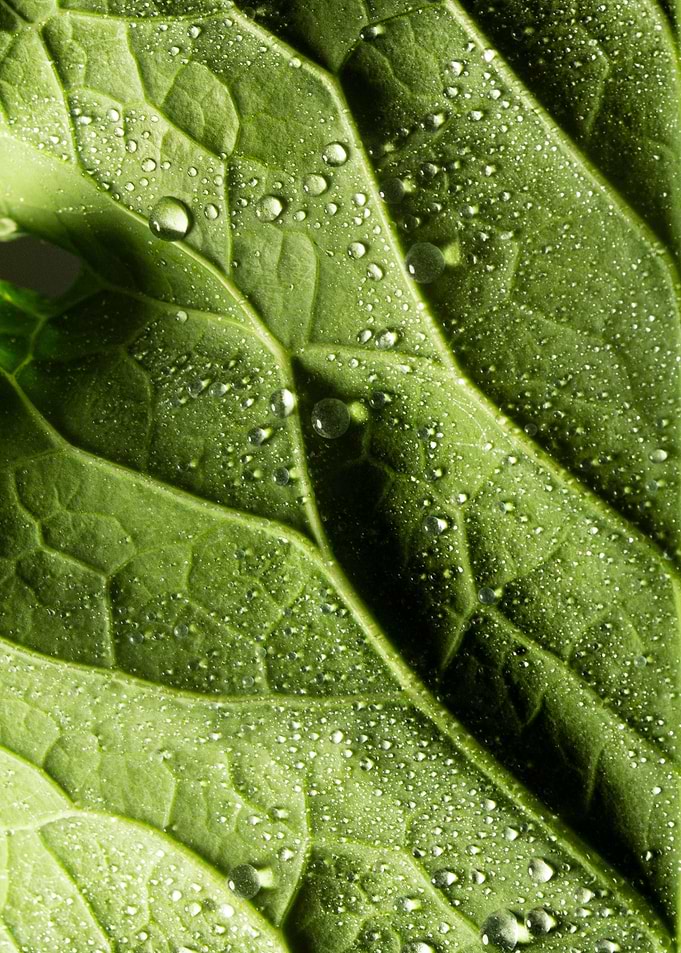 Green leaf macro