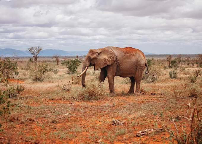 Elephant