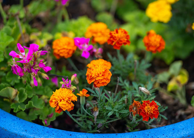Bowl of colour