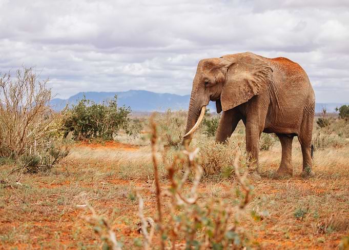 Elephant