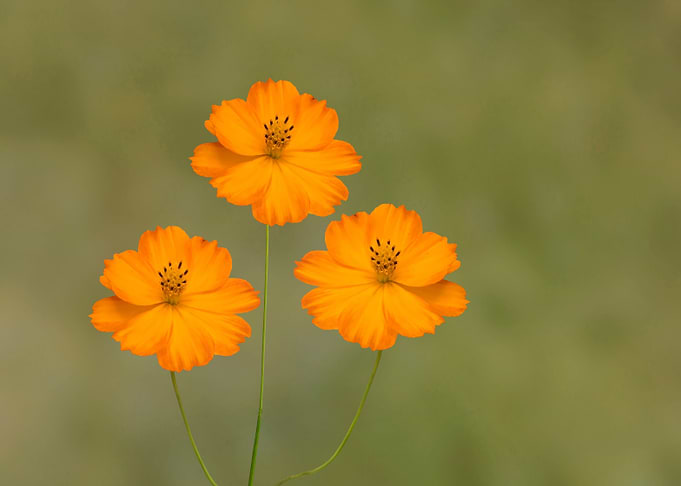 Three orange cosmos