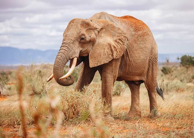 Elephant